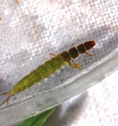 Caddis Larva (photo by Jason Neuswanger)