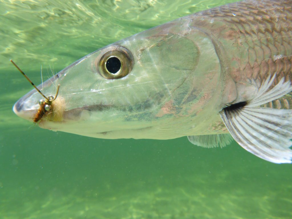 Bonefish Caught on a Tailer's Beware Bonefish Fly