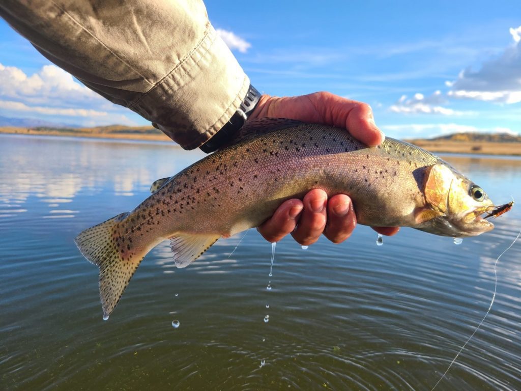 Trout caught on a Thin Mint Streamer