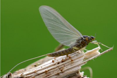 Baetis Adult Mayfly