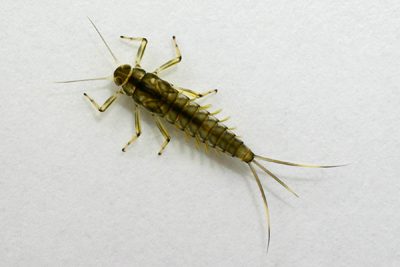 Baetis Nymph