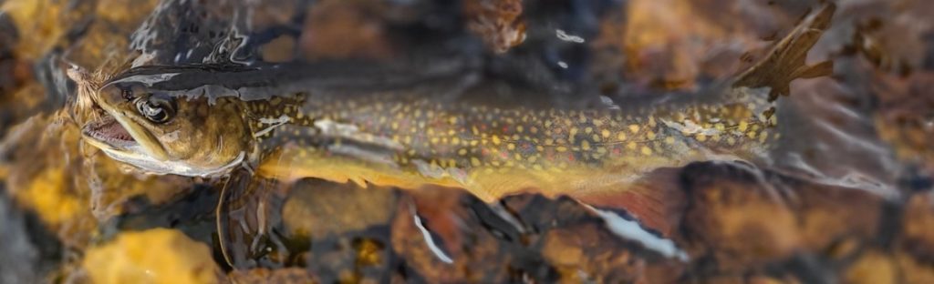 Brookie caught on a Dave's Hopper