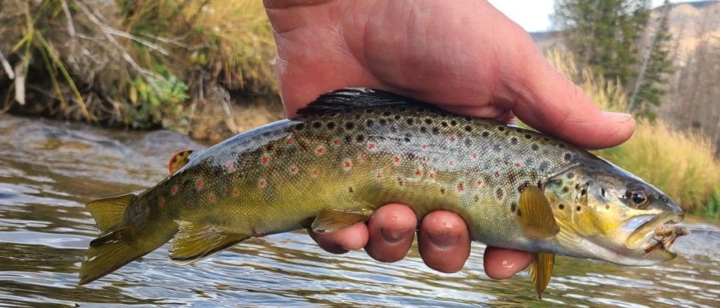 Brown Trout Caught On A Dave's Hopper