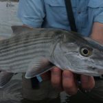 Cozumel Bonefish