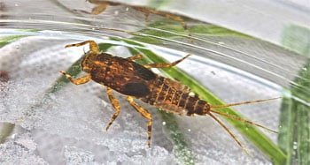 Pale Morning Dun Mayfly Larva (Photo by Bob Henricks)