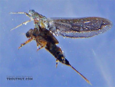 Pale Morning Dun Mayfly Emerger (Photo by Jason Neuswanger)