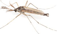 Midge Adult