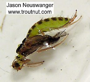 Caddis Pupa (photo by Jason Neuswanger)