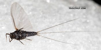 Trico Mayfly Adult Spinner (Photo by Jason Neuswanger)