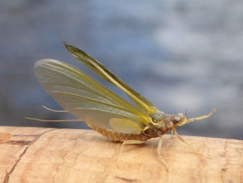 Pale Morning Dun Adult Mayfly, Frying Pan River