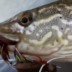 pike nervous neda williams fork reservoir